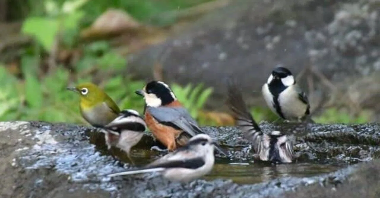 第1842回 ちょっと身近な鳥たち｜翆野 大地