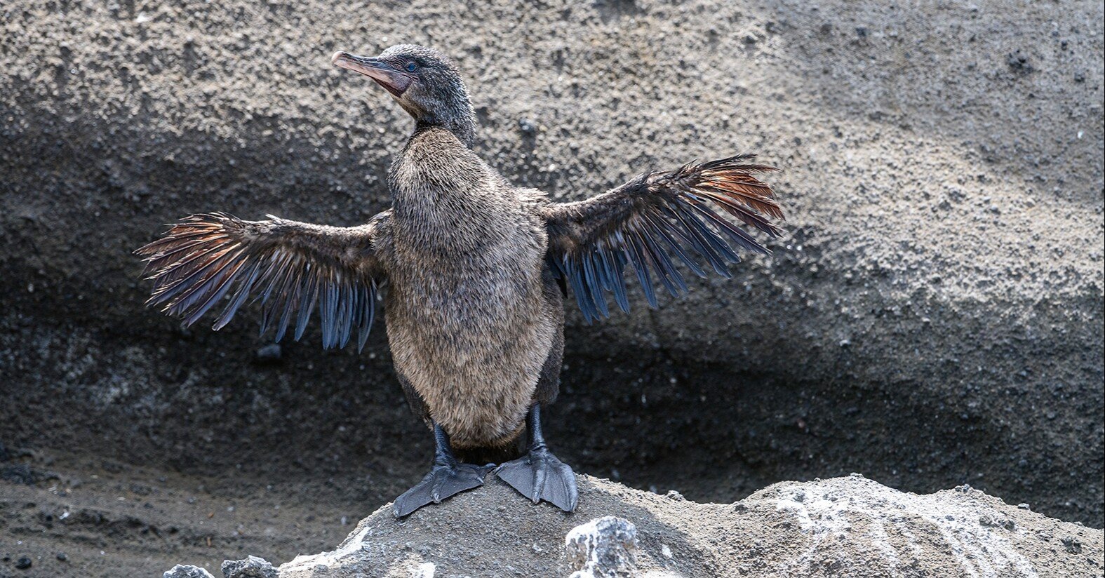 ガラパゴスで出会った生き物たち 哺乳類 鳥類 その他編 福岡伸一 Note