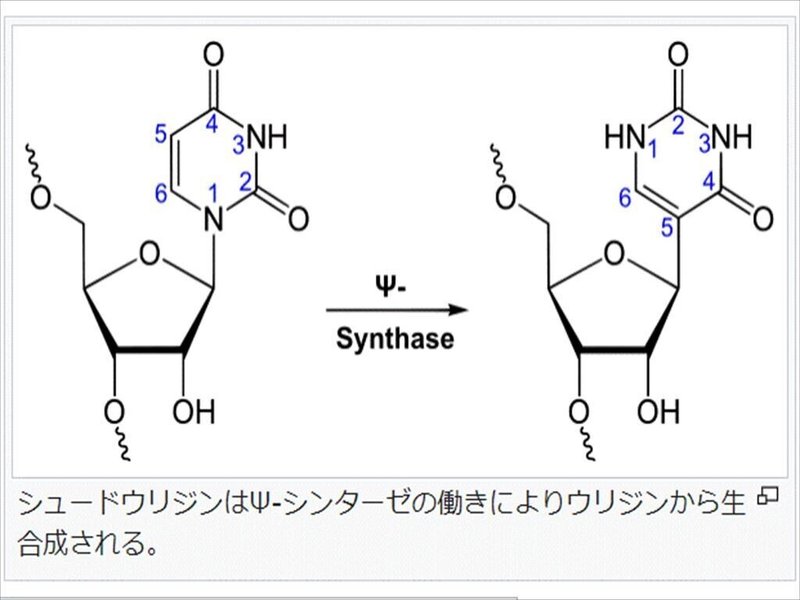 シュードウリジンの偽修飾_R