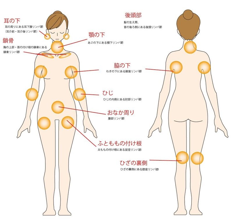 リンパの流れ