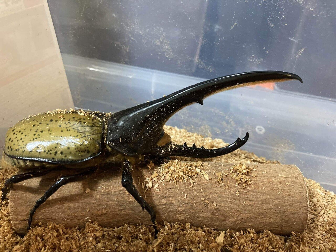 ヘラクレスオオカブト♂