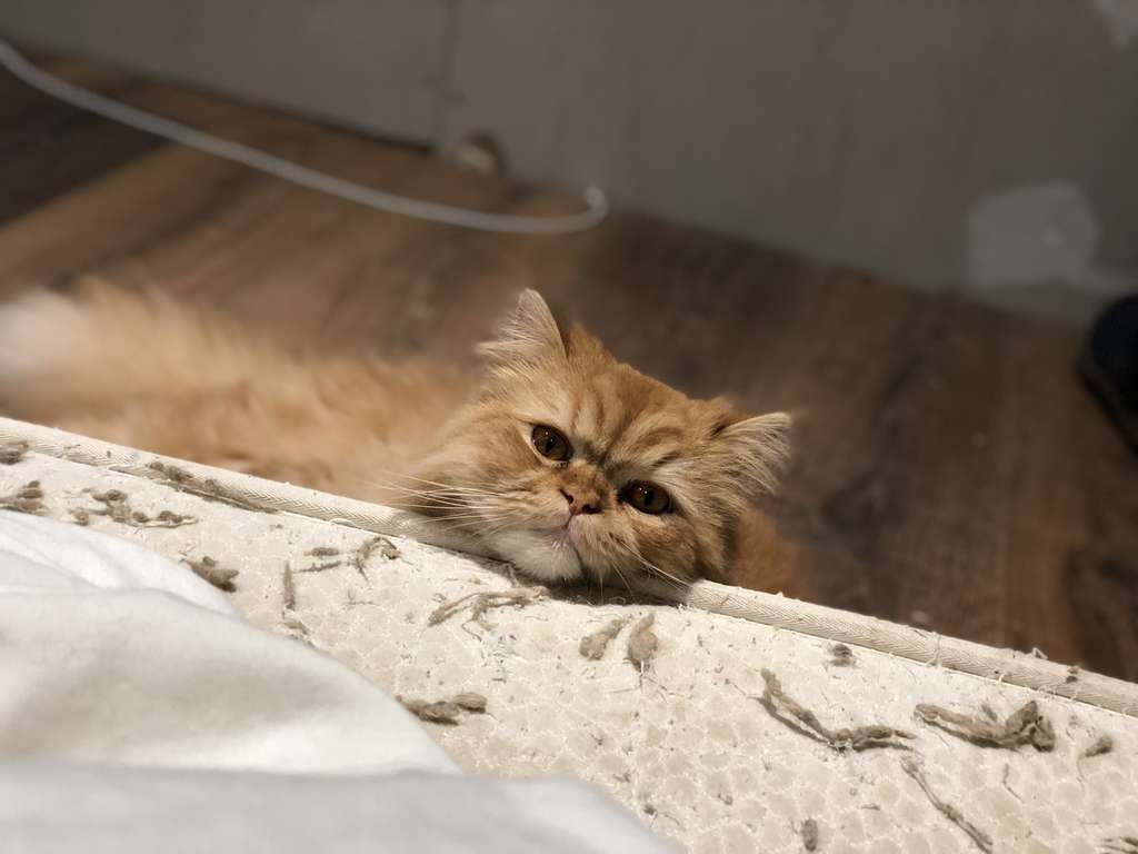 フランス日常的小噺 猫屋式 Note フランス日常的小噺 猫屋式 Note