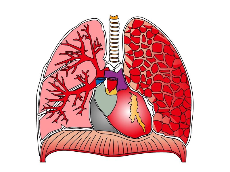心臓　胸腔