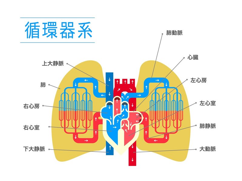 循環器系　肺動脈