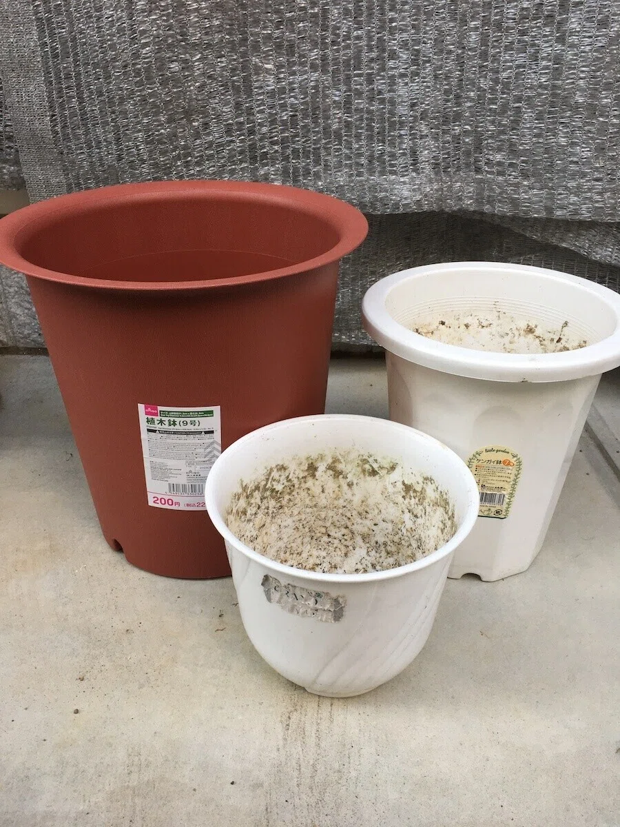 株分け二種 7号鉢植え Www Busbycabinets Com 株分け二種 7号鉢植え Www Busbycabinets Com