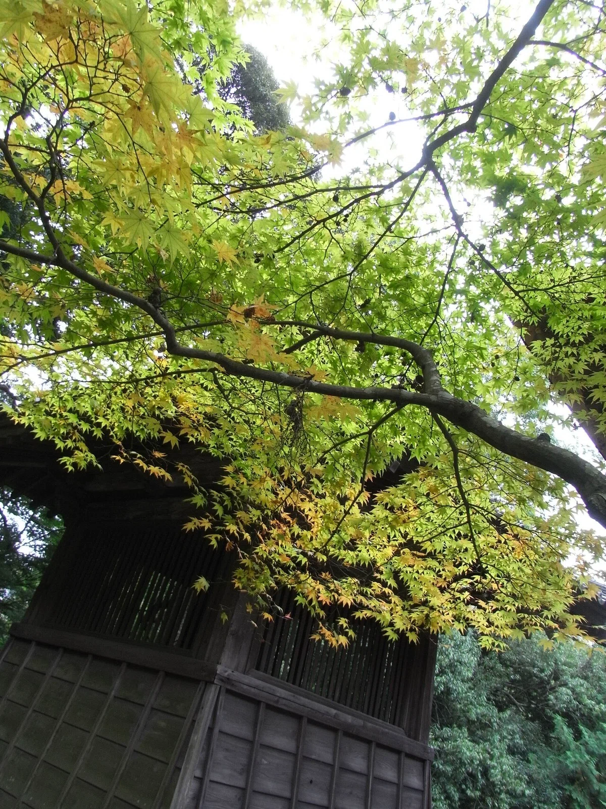画像40