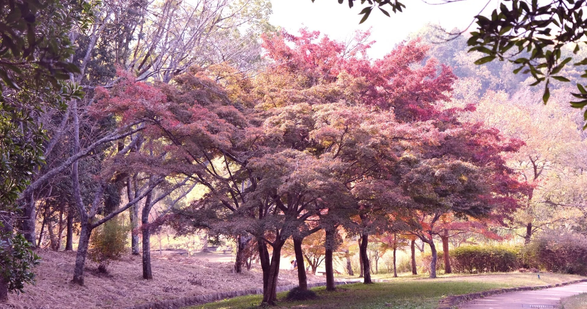 色めく紅葉 奈良県大和民俗公園を歩く No２ Naratabi Note