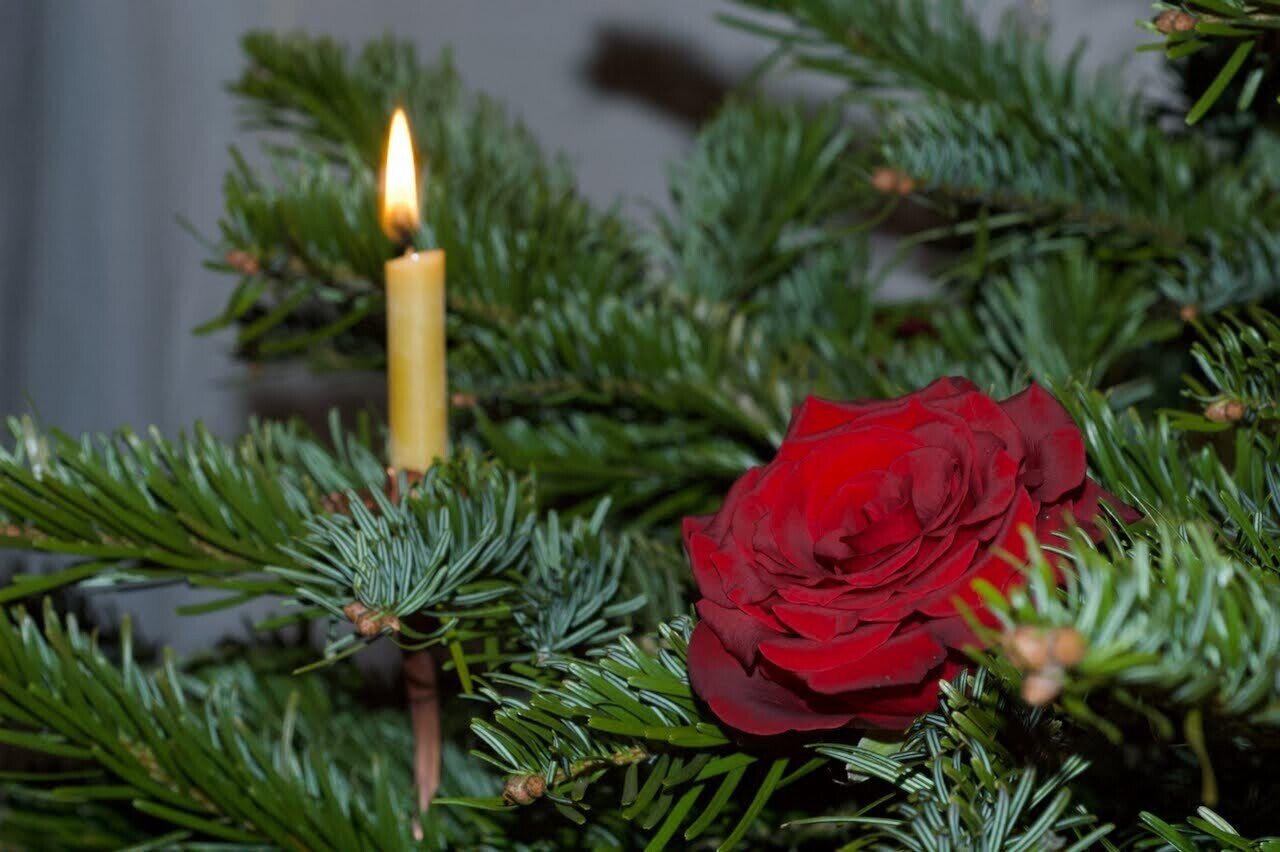 クリスマスツリーは今年もやめます かよ ロンドン在住 楽しく人生をクリエイトするシュタイナー教師 経営者 石川華代 Note