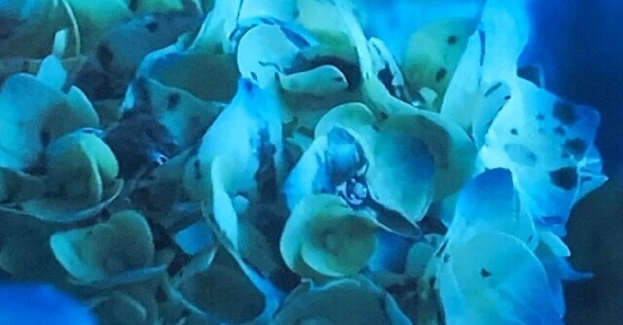 紫陽花に降る青黒い雨ー カムカムエヴリバディ の詩的な映像表現 かふぇらて Note 紫陽花に降る青黒い雨ー カムカムエヴリバディ の詩的な映像表現 かふぇらて Note