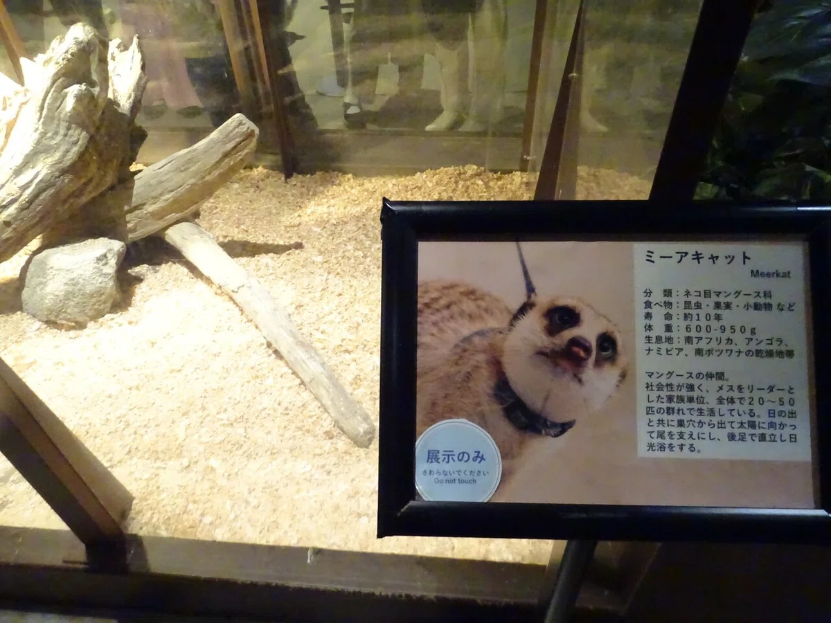 画像39