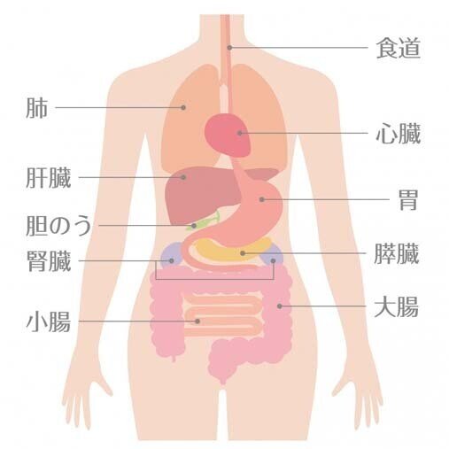 臓器図