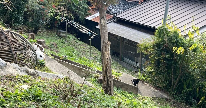 猫日和   327   京都猫若王子神社界隈
