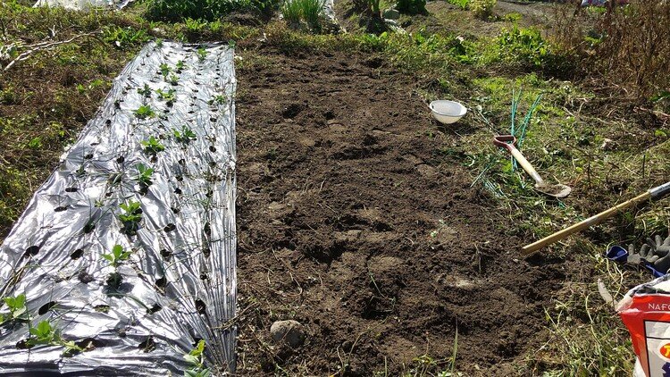 今回はソラマメ、タマネギ畝の隣。夏にスイカ、オクラ、ズッキーニをやってた跡を整地してアブラナ科の種を。まずはいつものごとく、草取りして元肥を。