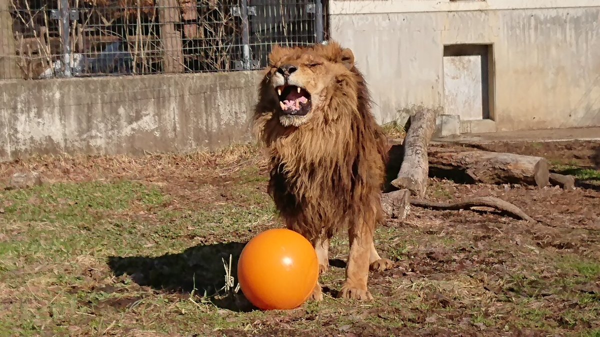 キング誕生日