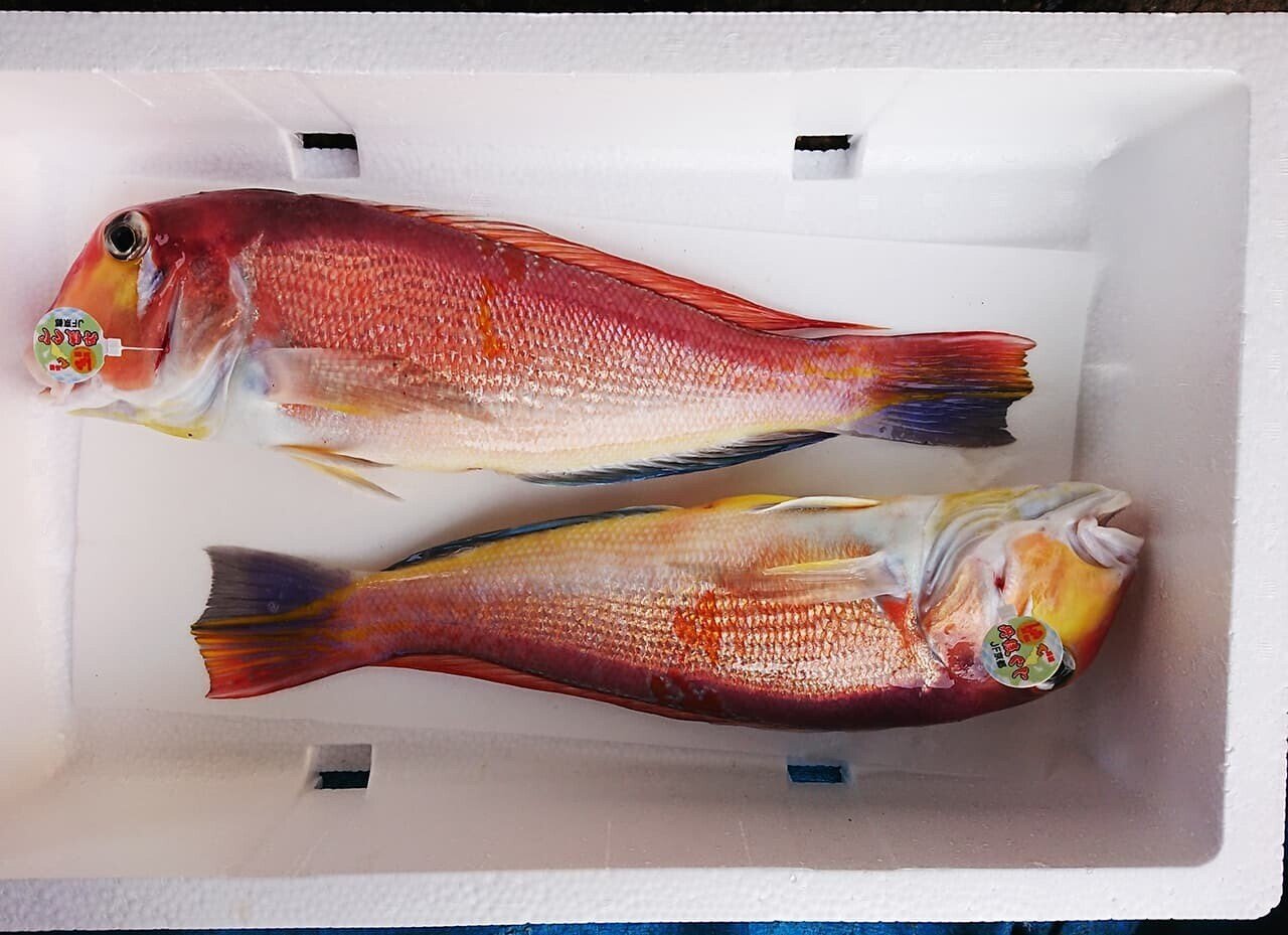 京料理には欠かせない 丹後地域の高級食材 丹後ぐじ 宮津市広報 京料理には欠かせない 丹後地域の高級食材 丹後ぐじ 宮津市広報