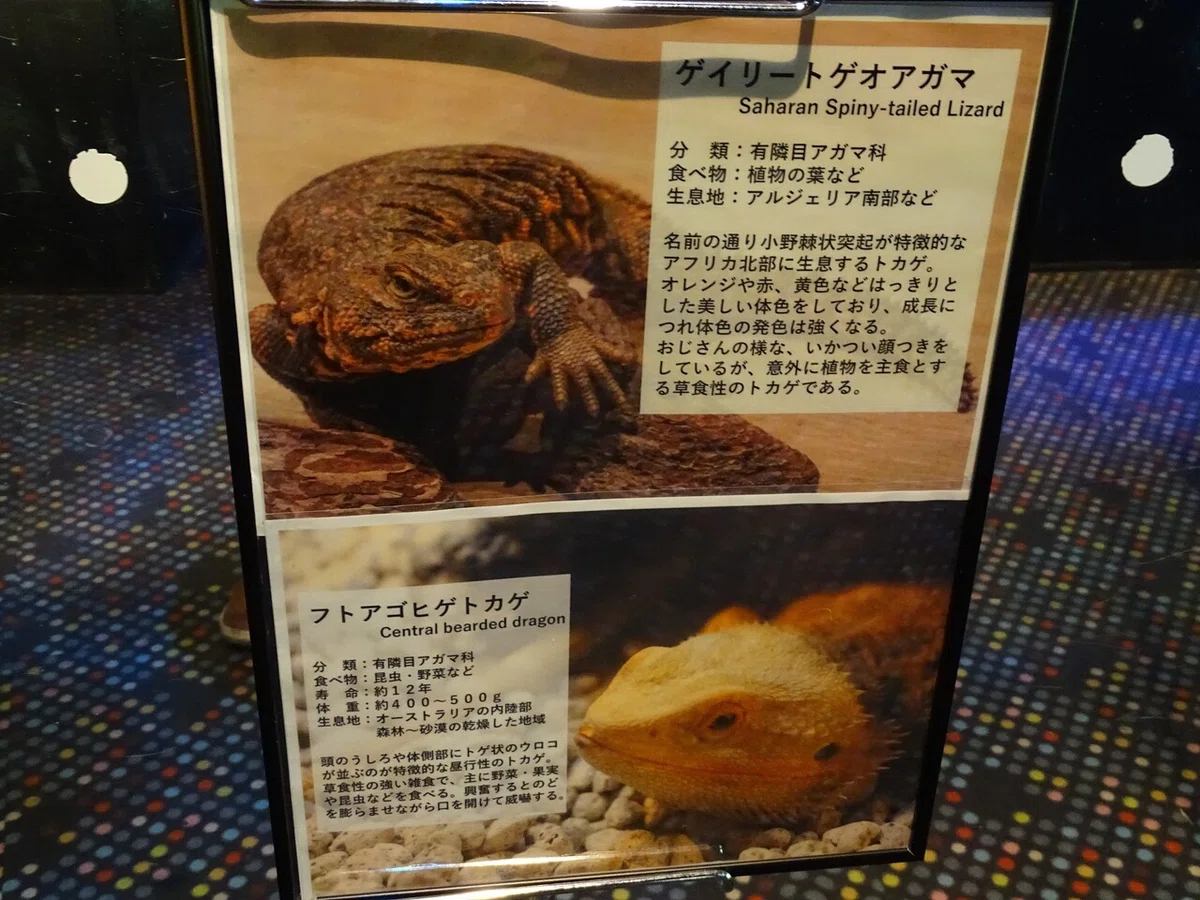 画像74