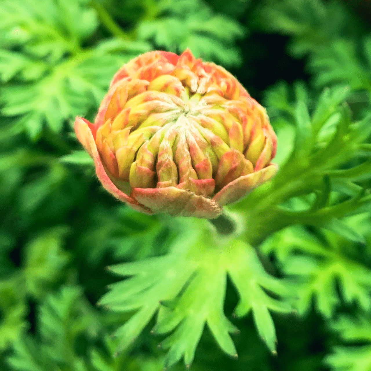 写真日記 アネモネ ポルテ オーロラ 球根の掘り上げ チューリップを植える Rintsu Note