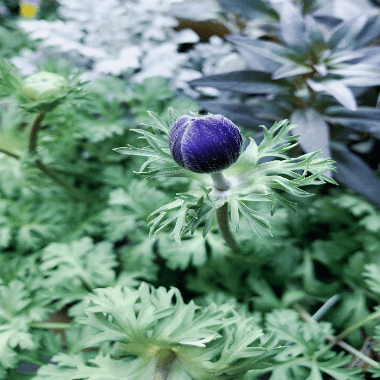 写真日記 | アネモネ・ポルテ&オーロラ♢球根の掘り上げ♢チューリップ