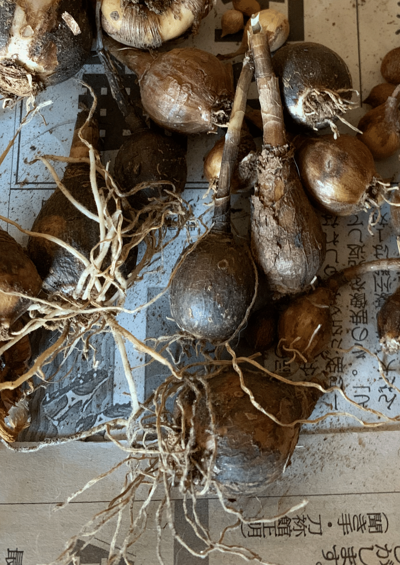 写真日記 アネモネ ポルテ オーロラ 球根の掘り上げ チューリップを植える Rintsu Note 写真日記 アネモネ ポルテ オーロラ 球根の掘り上げ チューリップを植える Rintsu Note