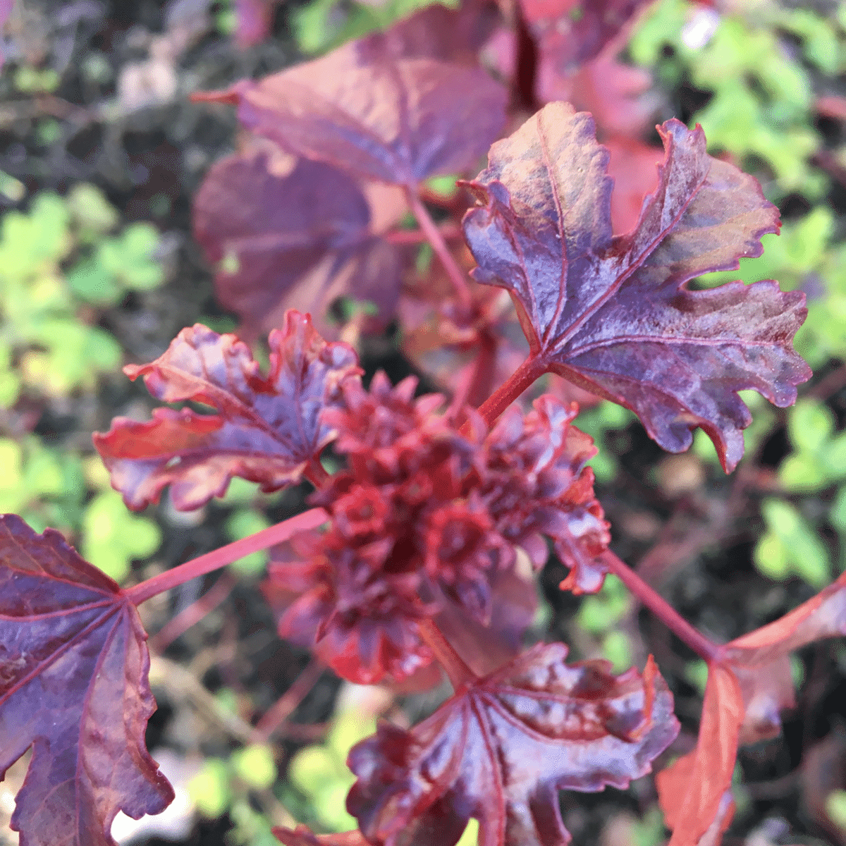 畑の3種類のローゼル ルビーローゼル ブラックキング｜Happy☆Smile