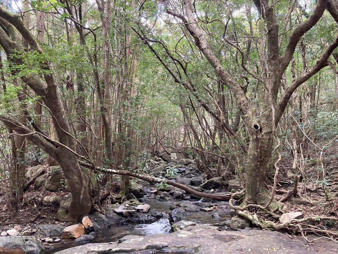 山と海の繋がりを体感する屋久島の旅3.山の神秘に触れる｜大森