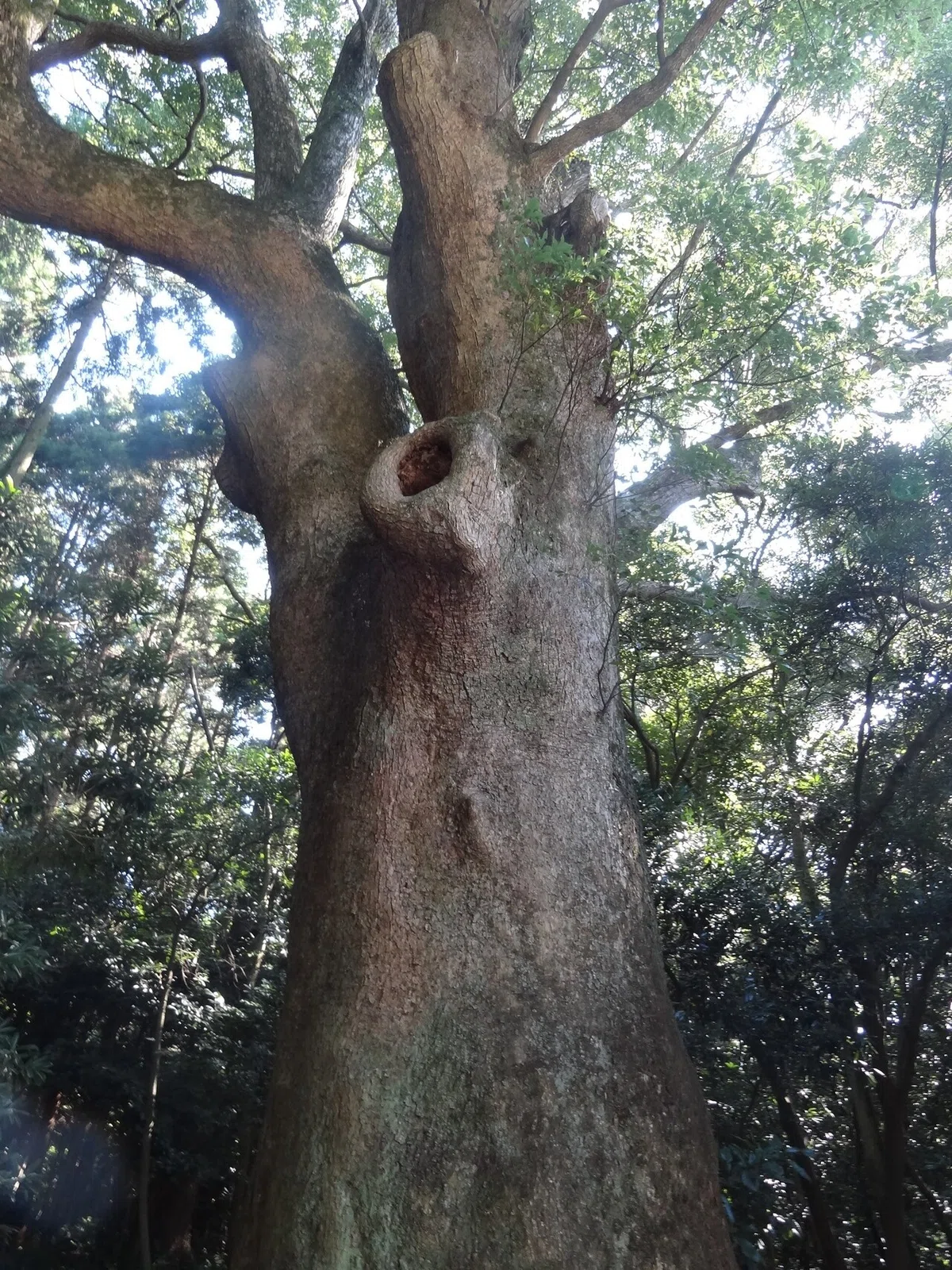 画像4