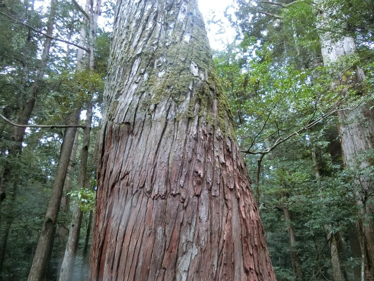 画像9