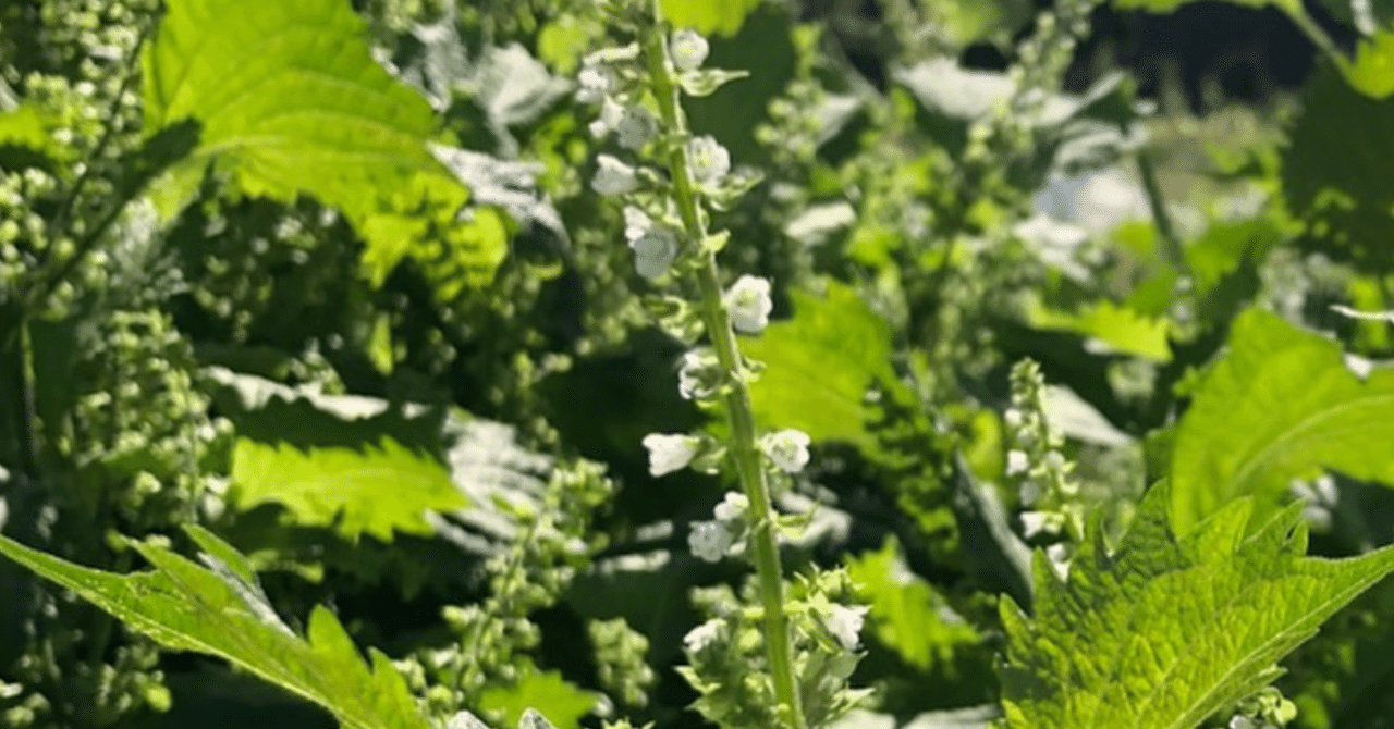 季節で異なるシソの楽しみ方 穂紫蘇を収穫する Noriaki Kawanishi 田舎暮らしデザイナー Note 季節で異なるシソの楽しみ方 穂紫蘇を収穫する Noriaki Kawanishi 田舎暮らしデザイナー Note