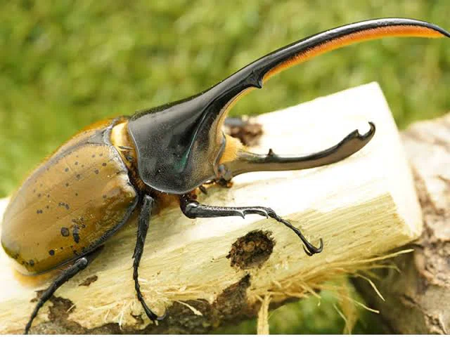ヘラクレスオオカブトの亜種について｜やまごえあつ