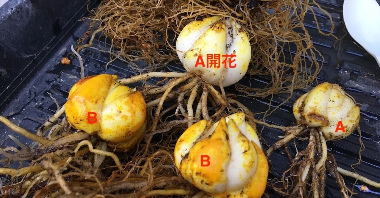 ヤマユリの植え替え2 和花奈の種から栽培 Note ヤマユリの植え替え2 和花奈の種から栽培 Note