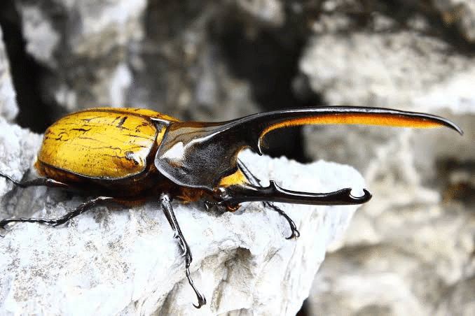 ヘラクレスオオカブトの亜種について｜やまごえあつ