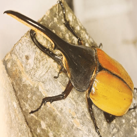 ヘラクレスオオカブトの亜種について｜やまごえあつ