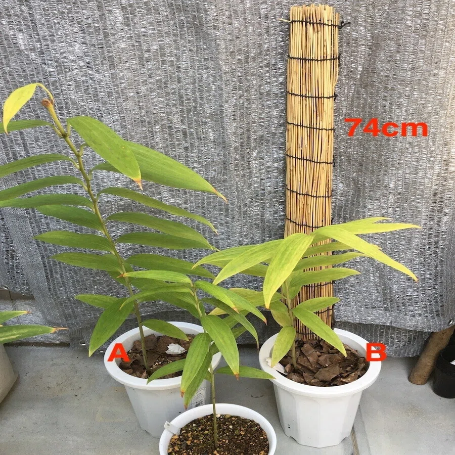 ヤマユリの植え替え2 和花奈の種から栽培 Note