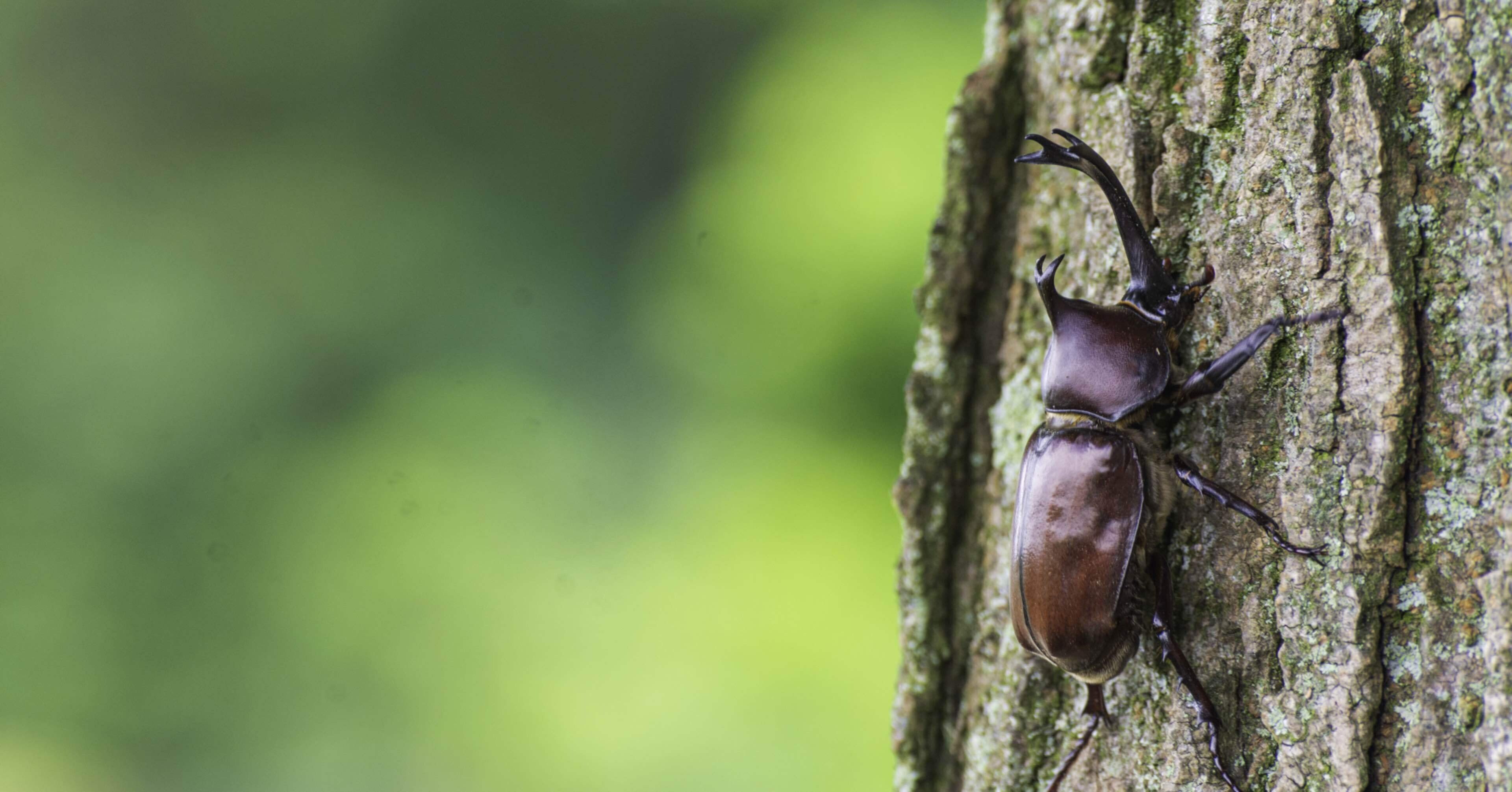 ヘラクレスオオカブトの亜種について｜やまごえあつ