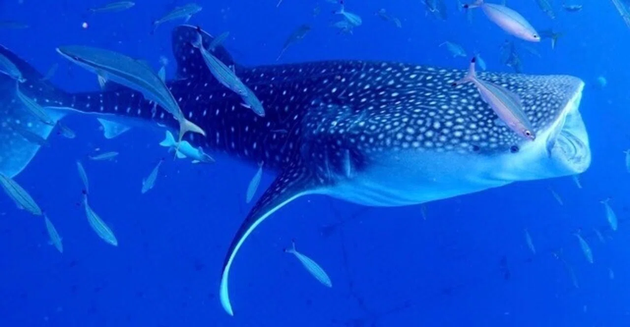 世界最大の魚類、ジンベエザメと泳ぐ！｜戸川みゆき