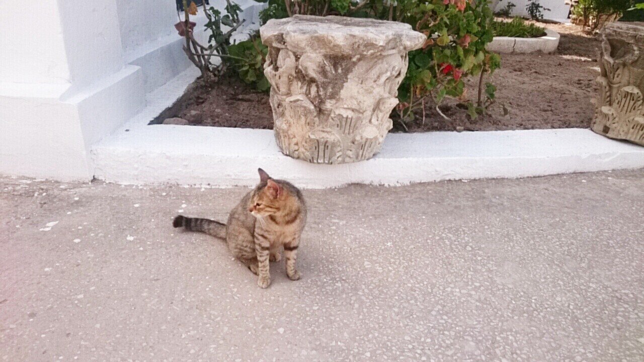 猫 チュニジア Toococco Note