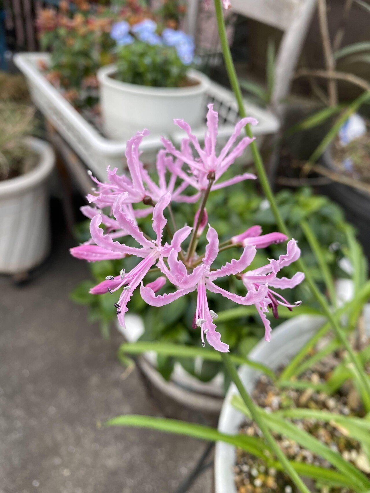 彼岸花 ヒガンバナ 斑入り 3.5号鉢つき ハーフ斑入り❗ 彼岸花