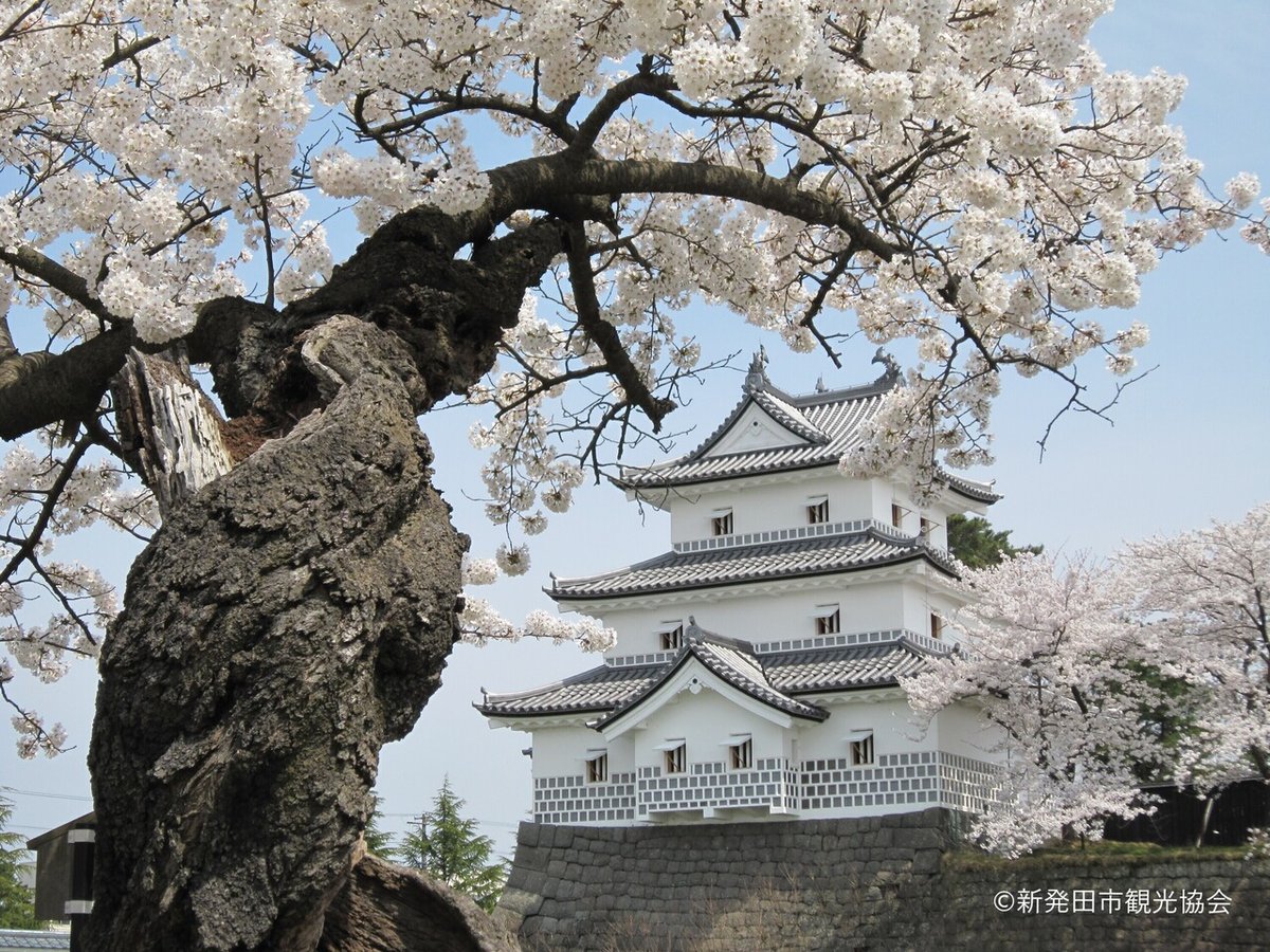 C新発田城と桜