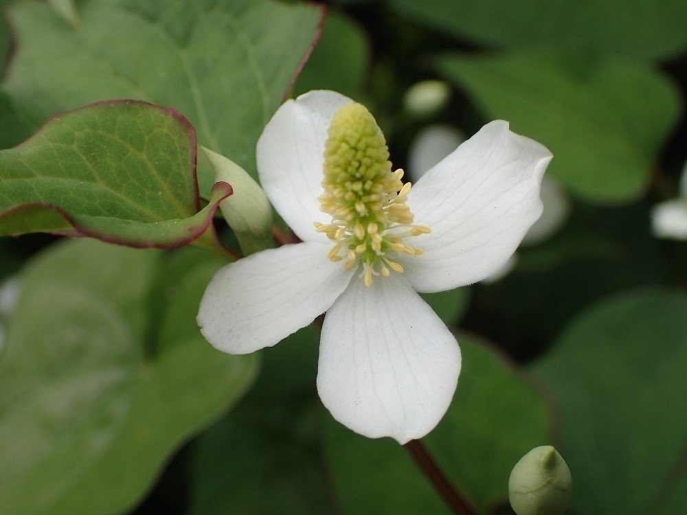 いまが作りどき ドクダミの虫よけスプレーと化粧水 Ozawa Eiko Note いまが作りどき ドクダミの虫よけスプレーと化粧水 Ozawa Eiko Note