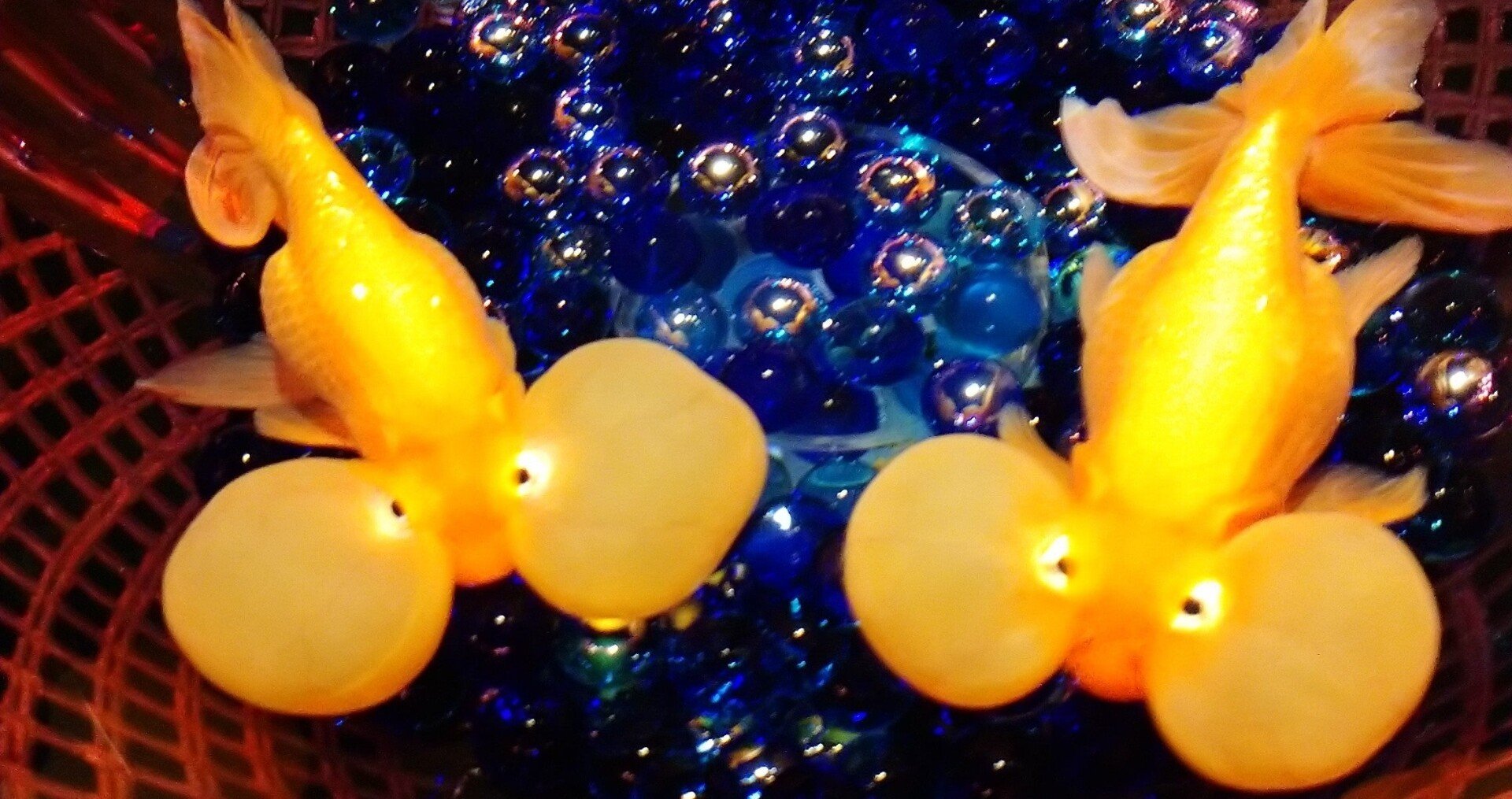 魚で一番悲しい金魚 ウエディ会長 Note
