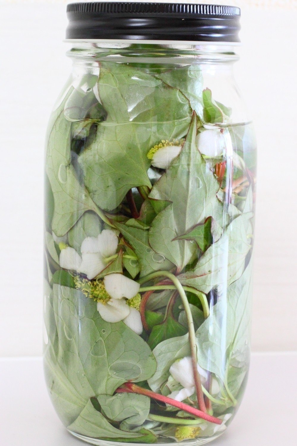 いまが作りどき ドクダミの虫よけスプレーと化粧水 Ozawa Eiko Note いまが作りどき ドクダミの虫よけスプレーと化粧水 Ozawa Eiko Note