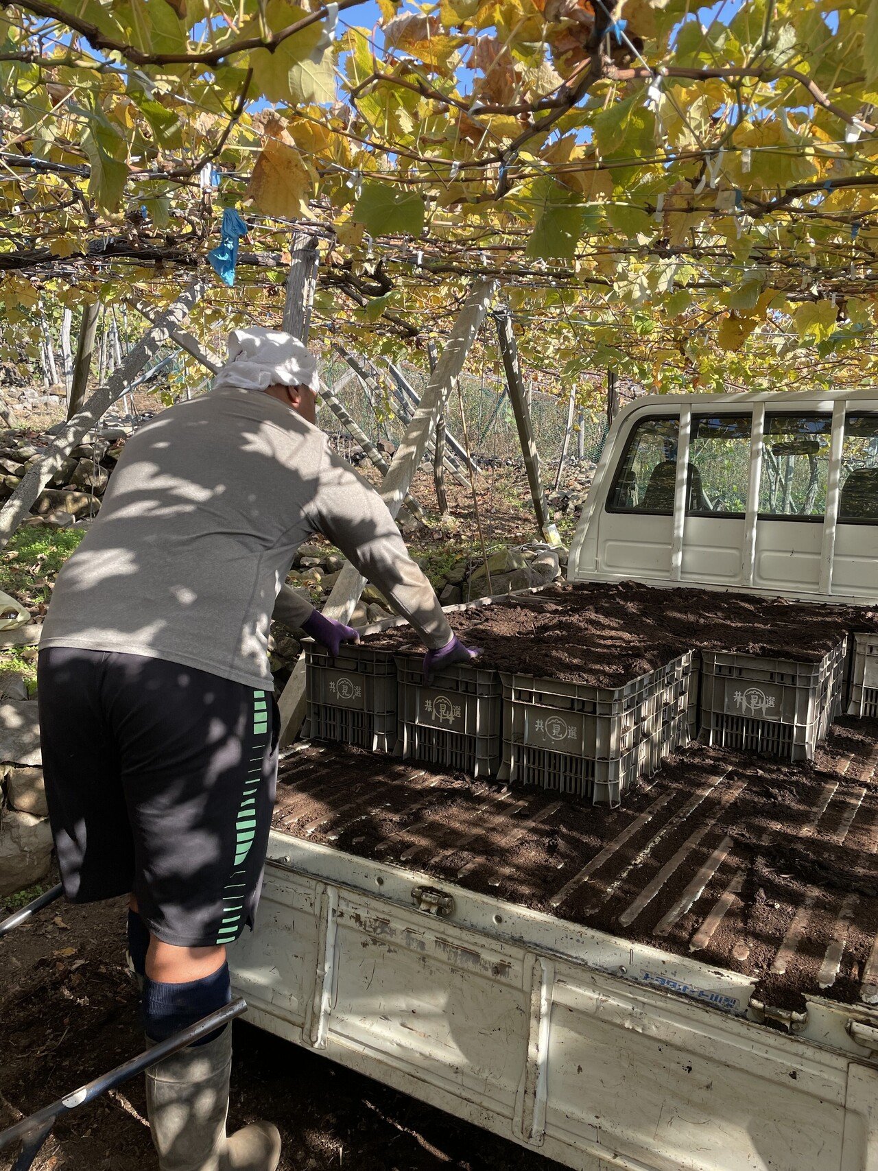 農家の皆様へ 今シーズン最後の大仕事 剪定作業後の枝拾いお手伝い致します 株式会社スクラムヒューマンパワー Note 農家の皆様へ 今シーズン最後の大仕事 剪定作業後の枝拾いお手伝い致します 株式会社スクラムヒューマンパワー Note