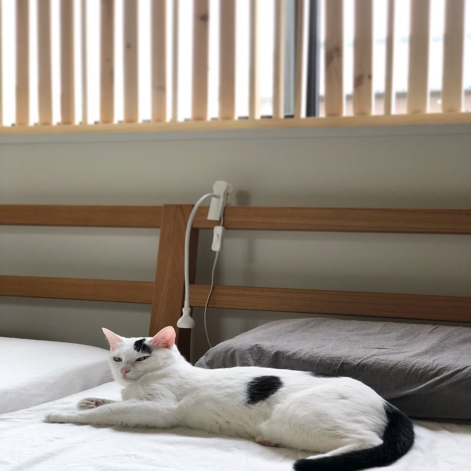ネコのためのdiyは防犯にも有効だった オゼキカナコ Note