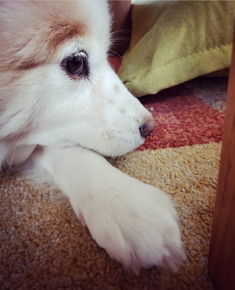 テーブルの下から世界を眺めるイヌ。

#dog #inu #犬 #犬の麩 #犬のいる暮らし #moritaMiW #love #猫の幸犬の麩 
https://instagram.com/catsachi.dogfu 