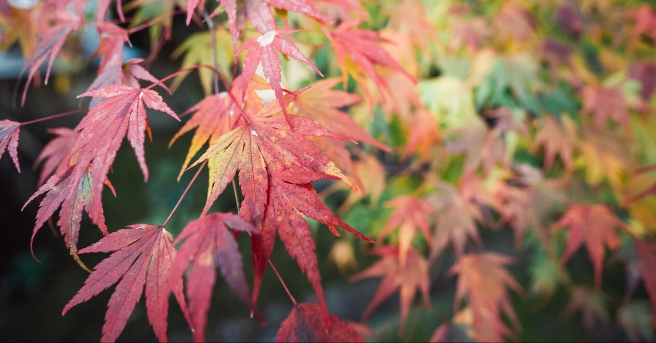 Amazonブラックフライデー我慢できずに買ちゃったもの10選｜SONO | photographer & designer｜noteのアイキャッチ画像