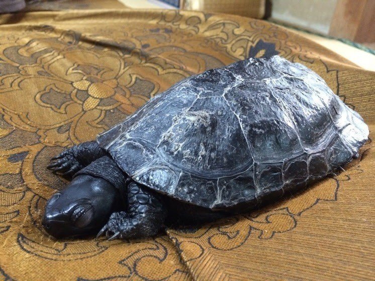ペットのカメが大切な家族になっていく24年間の物語 新田悦子 Etsukokame Note ペットのカメが大切な家族になっていく24年間の物語 新田悦子 Etsukokame Note