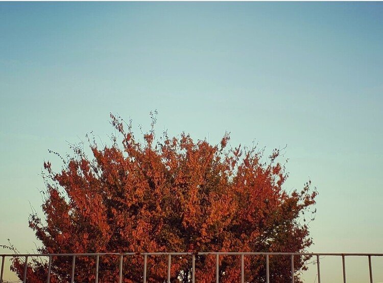 アトリエのテラスへ毎日手を振るモサモサくんもいよいよ終盤。
カリカリのイイ焦げ色に。
美味しそうにシャラシャラシャラと鳴いておりますよ。



#autumn #sky #love #tree #moritaMiW #秋 #空 #アトリエの空 #ケヤキ #佳い一日の終わり 