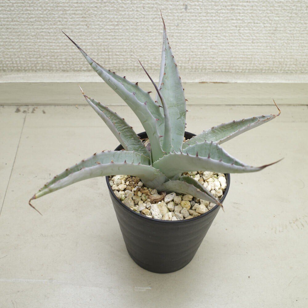 アガベシャウィー