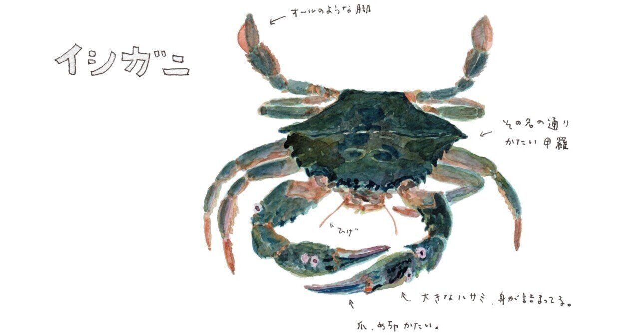 三浦半島釣り魚図鑑(11) イシガニ｜さんぽ絵ずし