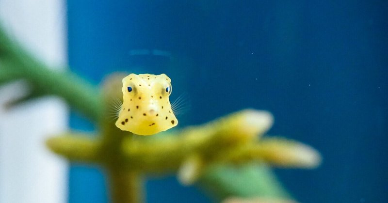 レポ 13 しものせき水族館 海響館 Haru Note